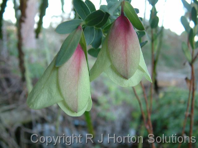 Pimelia Qualup Bell_3